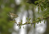 Greenish Warbler (Lundsngare)