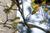 Pallass Leaf Warbler (Kungsfgelsngare)