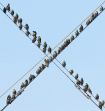 Common Starling (Stare)