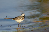 White Wagtail (Sdesrla)