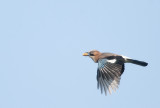 Eurasian Jay (Ntskrika)