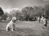 dog_1010589w.jpg