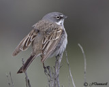 Sage Sparrow