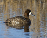 Lesser Scaup