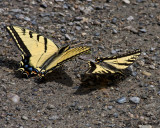 Two-tailed and Western Swallowtails  Papillio m. and r.