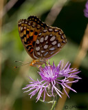 Zerene Fritillary speyeria zerene