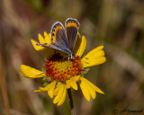 Melissas Blue plebejus melissa