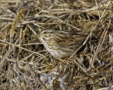 Savannah Sparrow