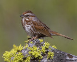 Song Sparrow