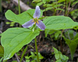 Trillium