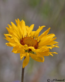 Gaillardia