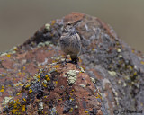 Rock Wren