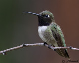 Black-chinned Hummingbird