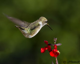 Black-chinned Hummingbird