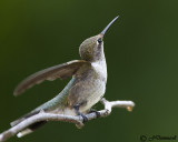 Black-chinned Hummingbird