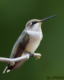 Black-chinned Hummingbird