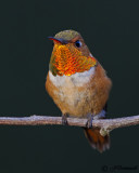 Rufous Hummingbird