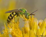 Agapostemon