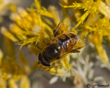 Eristalsis