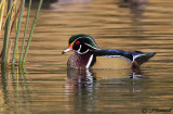 Wood Duck