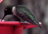 Ruby-throated Hummingbird DSCN0869-Web5x7.jpg