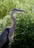 Great Blue Heron DSCN0746-Web5x7.jpg