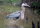 Great Blue Heron DSCN0339-Web5x7.jpg