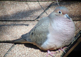 Mourning Dove DSCN0152-Web5x7.jpg