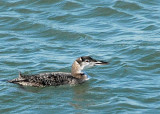 Common Loon DSC_16376-Web5x7.jpg