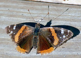 Red Admiral DSC_16221-Web5x7.jpg