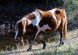 Chincoteague Pony DSC_16497-Web5x7.jpg