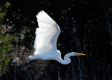Great Egret 