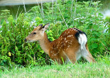 Sika Deer DSC_11847-Web5x7.jpg