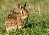 Eastern Cottontail DSC_12030-Web5x7.jpg