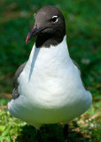 Laughing Gull DSC_12078-Web5x7.jpg