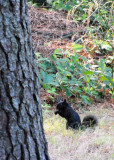 Eastern Gray Squirrel DSC_-12296-Web5x7.jpg
