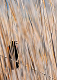 Red-winged Blackbird DSC_12330-Web5x7.jpg