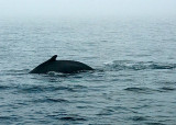 Humpback Whale DSC_12760-3-Web5x7.jpg