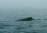 Humpback Whale DSC_12759-2a-Web8x10.jpg