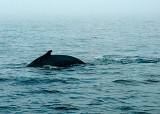 Humpback Whale DSC_12760-3a-Web8x10.jpg