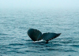 Humpback Whale DSC_12766-9a-Web8x10.jpg