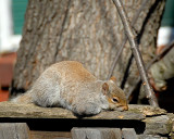 Eastern Gray Squirrel DSC_6359-Web8x10.jpg