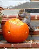 Gray Squirrel DSC_16679-Web8x10.jpg