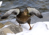 Snowy Wet Duck