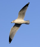 Gull in Flight