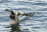 Waterskiing