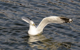 Ring Billed Gull