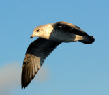 Young Gull in Fading Light