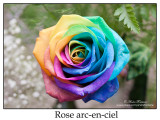 rose arc-en-ciel IMG_9926-800-17.jpg
