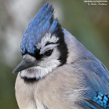 geai bleu close-up IMG_8135-600.jpg